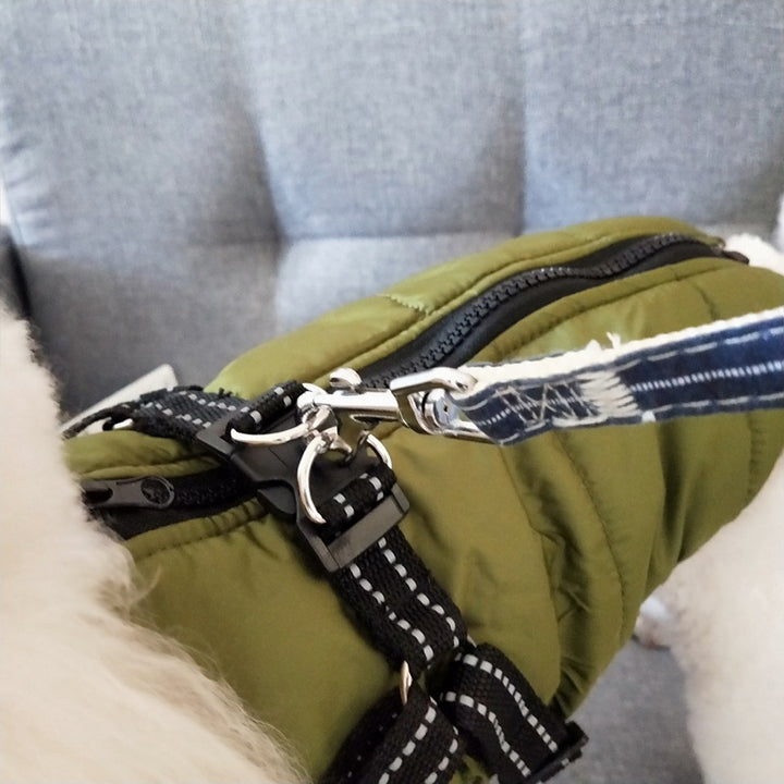 Dog wearing padded winter coat with harness