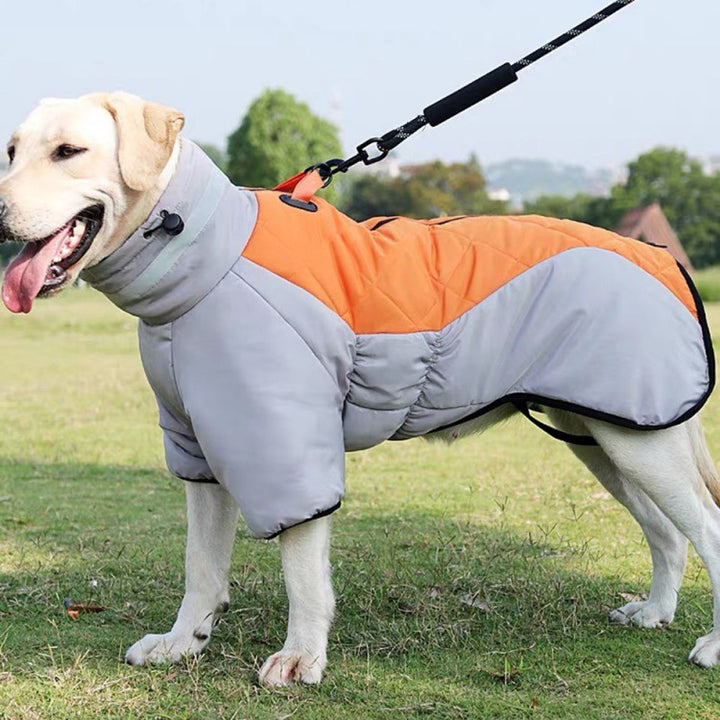 Large dog wearing padded winter coat