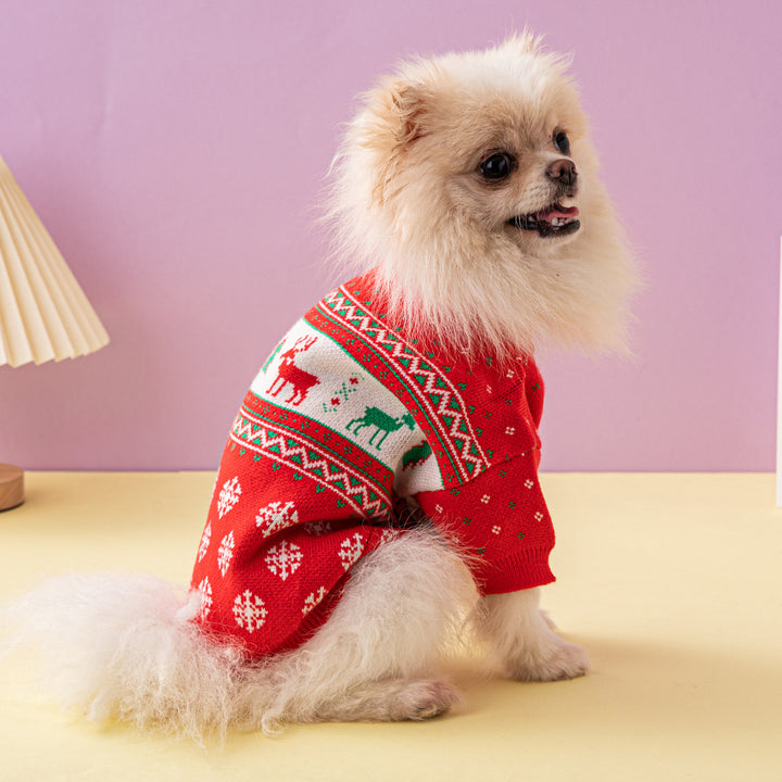 Small dog in knitted Christmas sweater